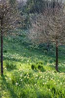 A duo of Corylus colurna - Turkish Hazel - grow in a meadow with flowering Narcissus - daffodils. 