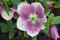 Helleborous 'Hillier Hybrids'