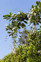 Clematis montana var. wilsonii growing over laurel hedge


