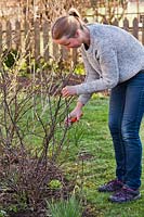 Woman pruning red currant bushes