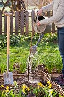 Watering a recently-planted fruit bush Ribes nidigrolaria - jostaberry
