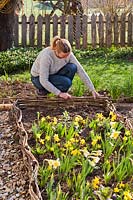 Woman weaving pliable stems around supports to create raised bed edging