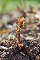 Emerging shoot of lovage - Levisticum officinale