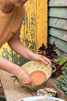 Woman placing a round terracotta saucer in colander