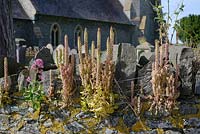 Umbilicus rupestris -  Wall Pennywort or Navelwort, Wales, UK
