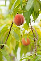 Prunus persica 'Bonanza- Peach fruits in polytunnel, Wales, UK