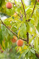 Prunus persica 'Bonanza' - Peach fruits in polytunnel, Wales, UK