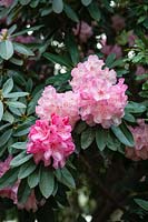 Rhododendron 'Dame Nellie Melba'