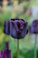 Tulip 'Paul Scherer'
