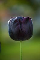 Tulip 'Paul Scherer', Hampshire, UK