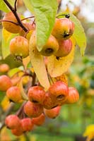 Malus 'Evereste' displaying autumn fruit