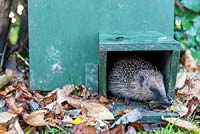 Young hedgehog coming out of his shelter.