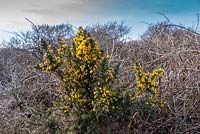 Ulex europaeus - common gorse