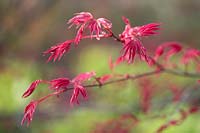 Acer palmatum 'Shin-deshojo' - Japanese maple 