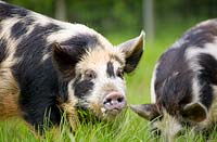 Kunekune pigs - native to New Zealand, East Lothian, Scotland, UK