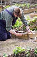 Gardener Guy Donaldson adding copper strip slug deterrent to raised beds, East Lothian, Scotland, UK