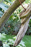 Cobweb on driftwood sculpture suspended from tree