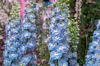 Delphinium x cultorum 'Jupiter Sky Blue'