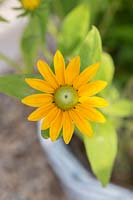Rudbeckia 'Sunbeckia Sophia Yellow' - Coneflower