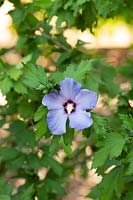 Hibiscus syriacus 'Oiseau Bleu' - tree hollyhock 