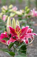 Lilium 'Tawny' - Oriental Lily