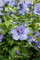 Hibiscus syriacus 'Blue chiffon' - Rose Mallow