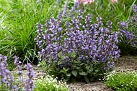 Nepeta 'Purrsian Blue' - catmint