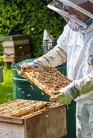 Beekeeper inspecting brood chamber on a honey bee hive