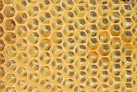 Close up view of honeycomb showing freshly laid eggs