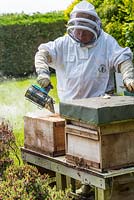 Beekeeper using smoker to pacify bee colony prior to inspection
