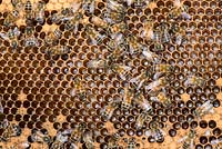 Honey Bee colony showing female worker bees on brood chamber comb