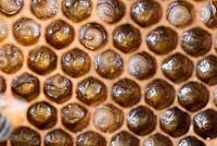 Close up view of Honey Bee comb showing larvae in cells