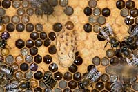 Honey bee comb showing the queen bee cell