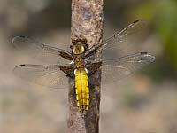 Libellula depressa -  dragon fly