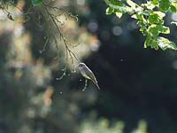 Muscicapa striata - spotted flycatcher