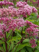 Eupatorium purpureum - grass root