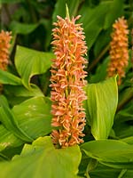 Hedychium densiflorum 'Assam Orange' - ginger lily