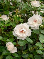Rosa 'Starlight Symphony' - 2019 Rose of the Year.  