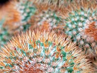 Mammillaria spinosissima - Cactus