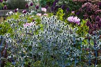 Eryngium x zabellii 'Jos Eijking' at Saffrons garden in Sussex