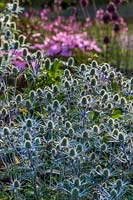 Eryngium x zabellii 'Jos Eijking' at Saffrons garden in Sussex