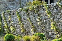Cordons of Pyrus communis 'Conference'  and 'Doyenne Du Comice' - pear - trained against a stone wall. 