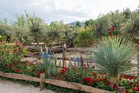 Yucca rostrata and Echium candicans underplanted with red Pelargonium  - 'Billy's Cave', RHS Malvern Spring Festival, 2018. 