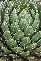 Agave victoriae-reginae - Queen Victoria century plant