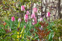 Tulipa 'Mata Hari' flowering on long stems above the emerging foliage of herbaceous plants 