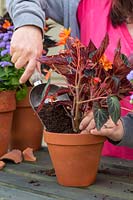 Woman backfilling potted Begonia 'Glowing Embers' with compost.