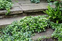 Pachysandra terminalis growing through paving stones and steps in small 
back garden