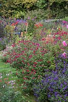 Red Salvia microphylla 'Wendy's Surprise' and violet Salvia 'Javier'