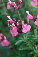 Salvia x jamensis 'Senorita Leah'