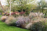 Flowering ornamental grasses in border with trees, Aster 'Coombe Fishacre',  
ornamental grasses include: Miscanthus, Pennisetum, Stipa and Calamagrostis.